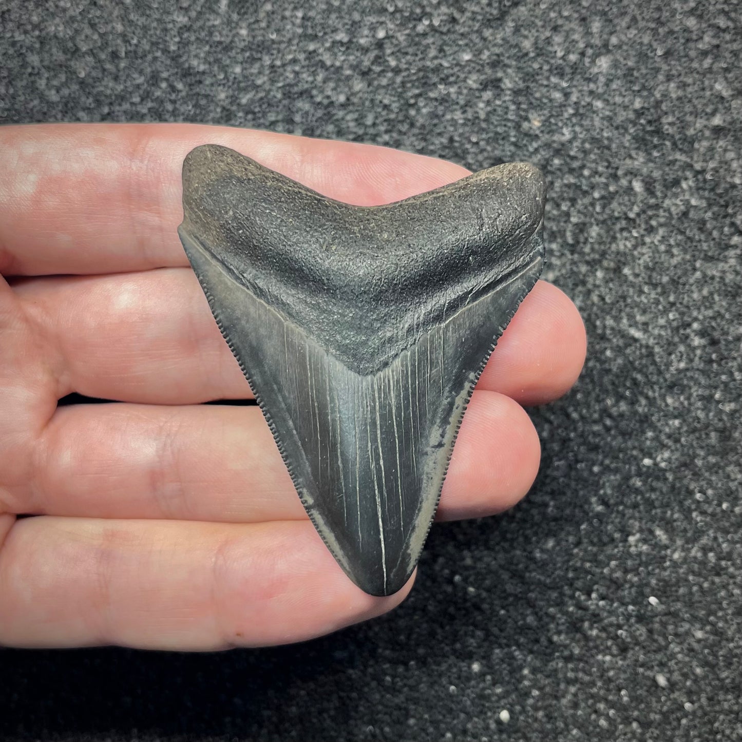 F2868 | Squalo | Otodus megalodon