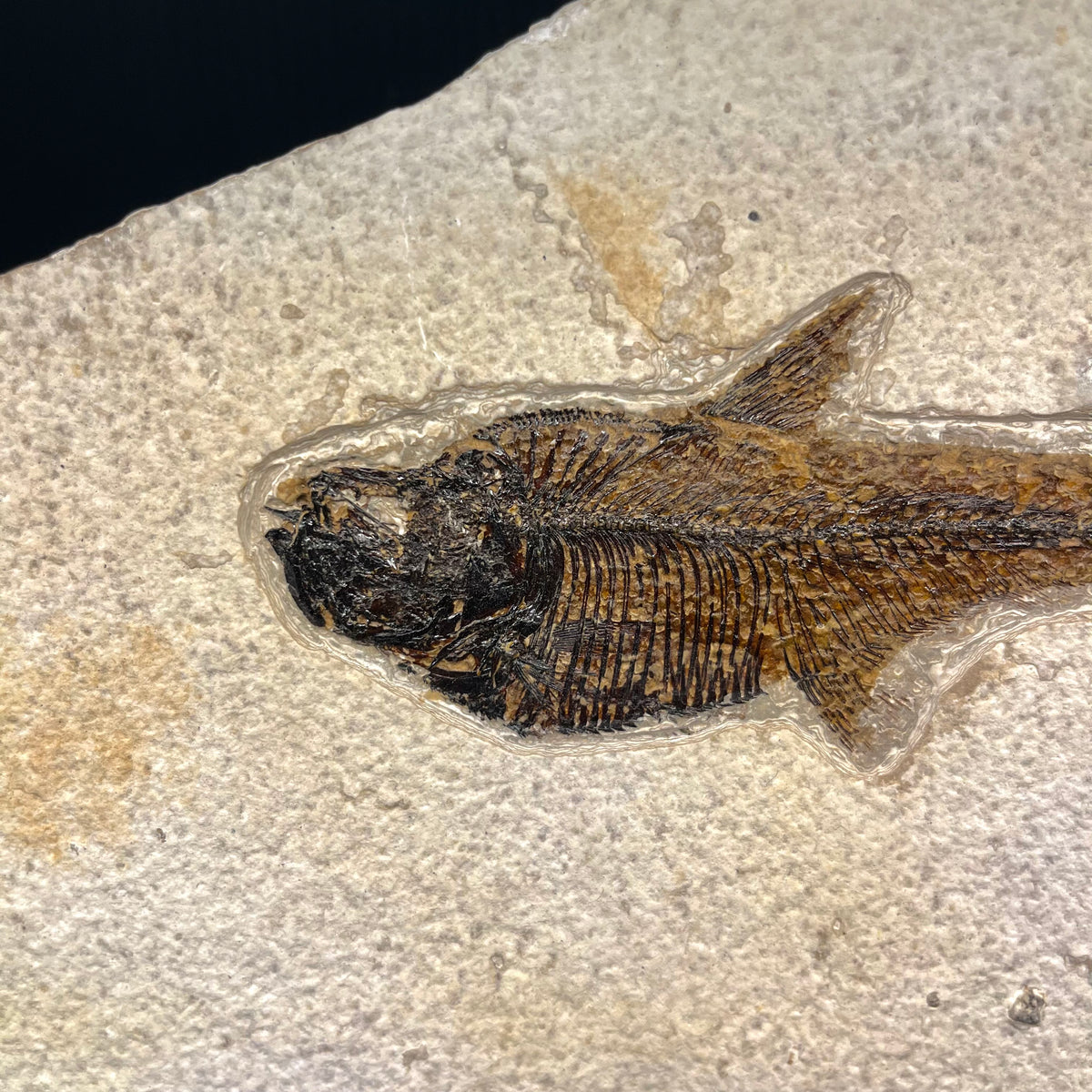 F3071 | Pesce | Diplomystus dentatus