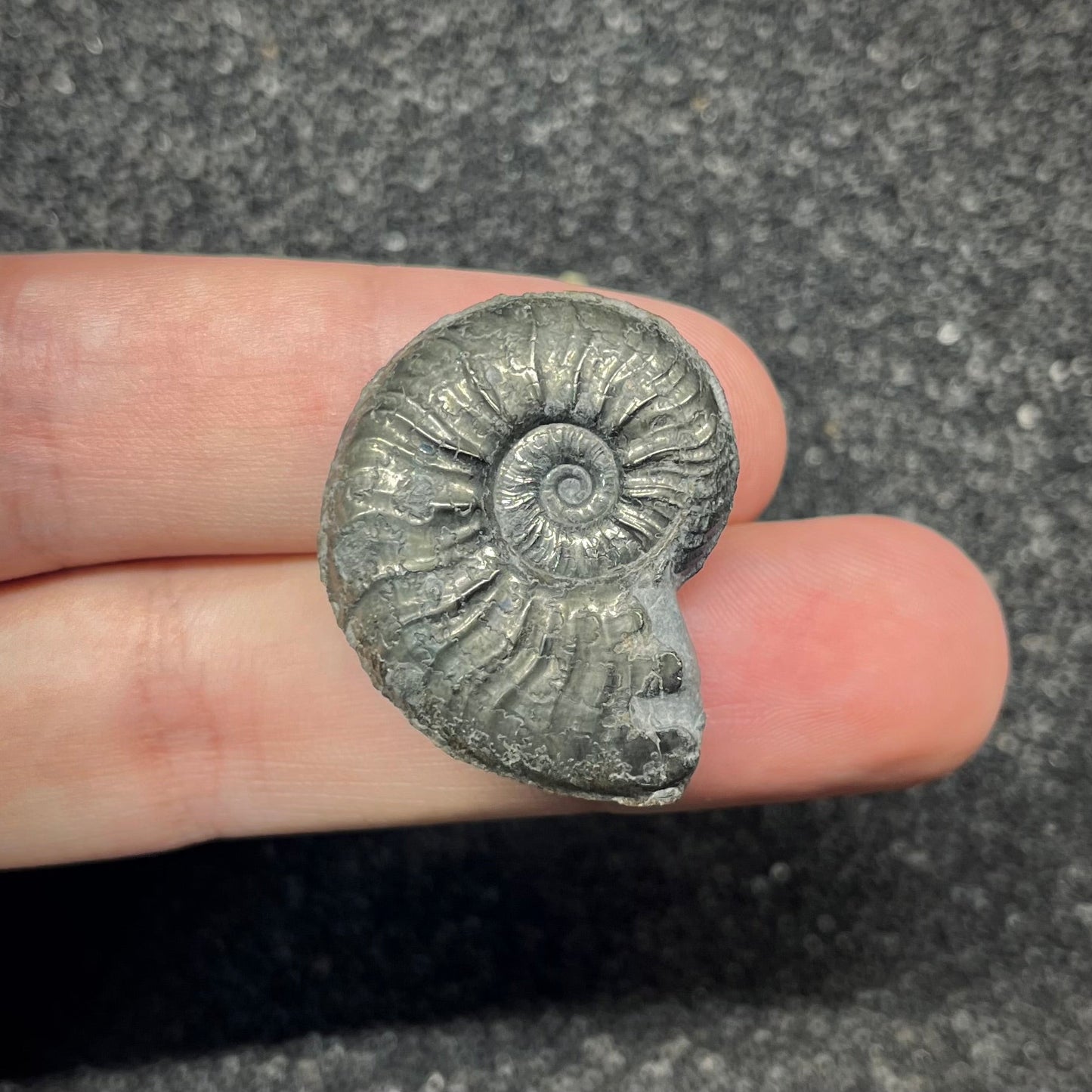 F2878 | Ammonite | Graphoceratidae indet.