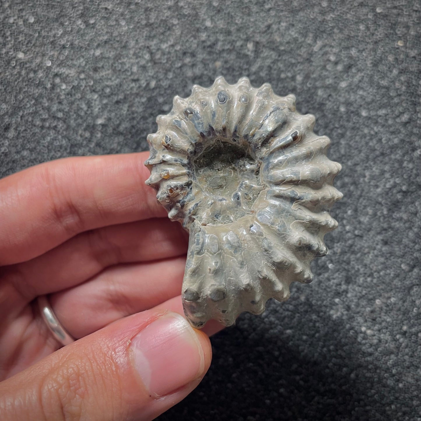 F2020 | Ammonite | Douvilleiceras sp.