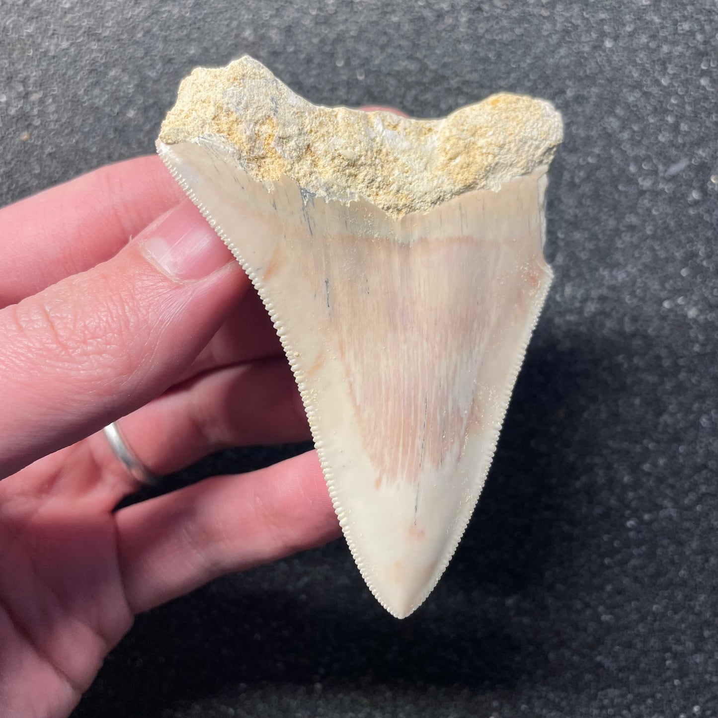 F2434 | RARO | Squalo | Otodus megalodon