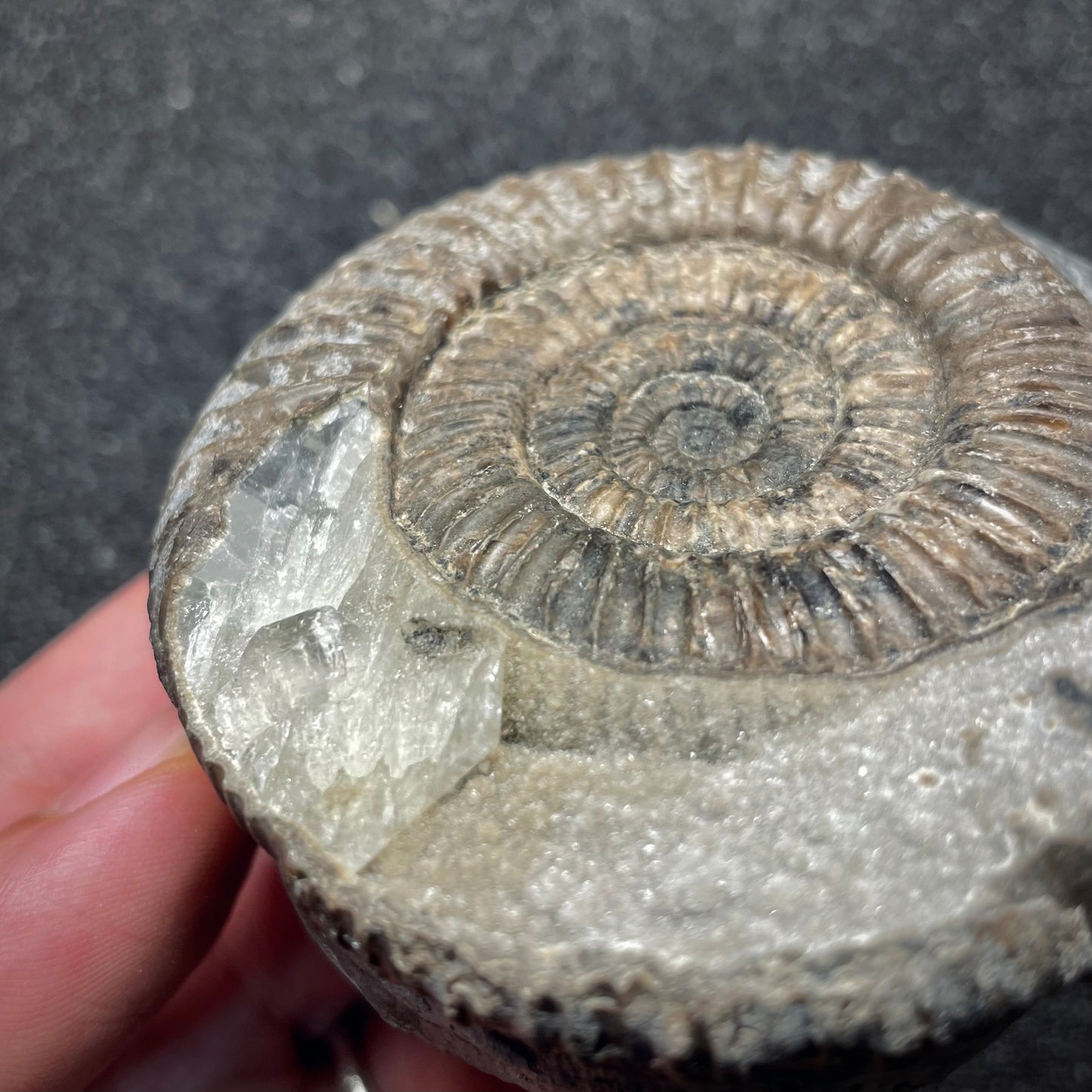 F2808 | Ammonite | Dactylioceras commune