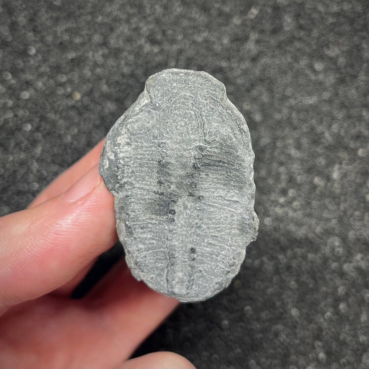 F3016 | Trilobite | Elrathia kingii