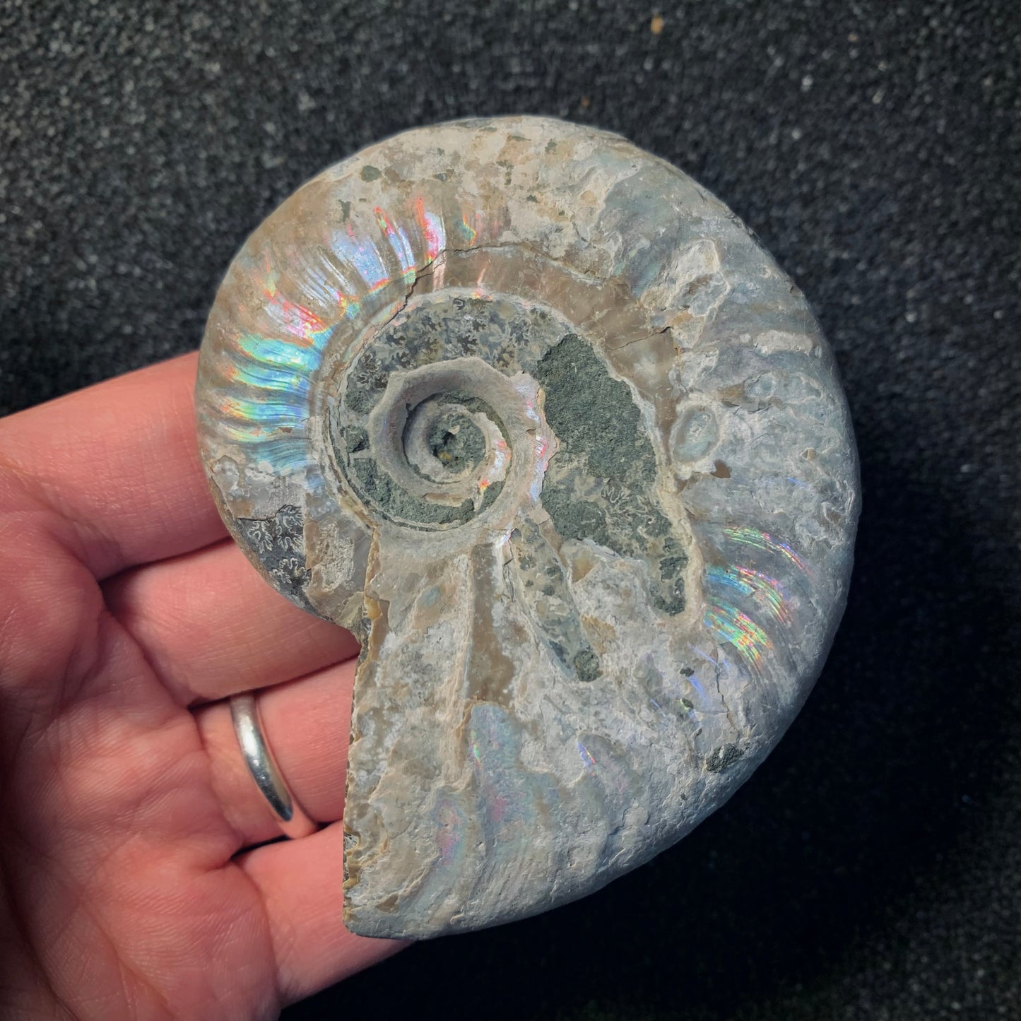 F466 | Ammonite | Cleoniceras sp.