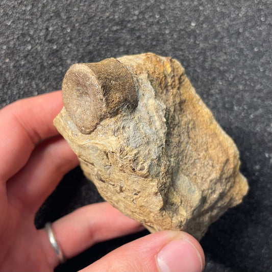 F2476 | Rettile | Nothosauria indet.