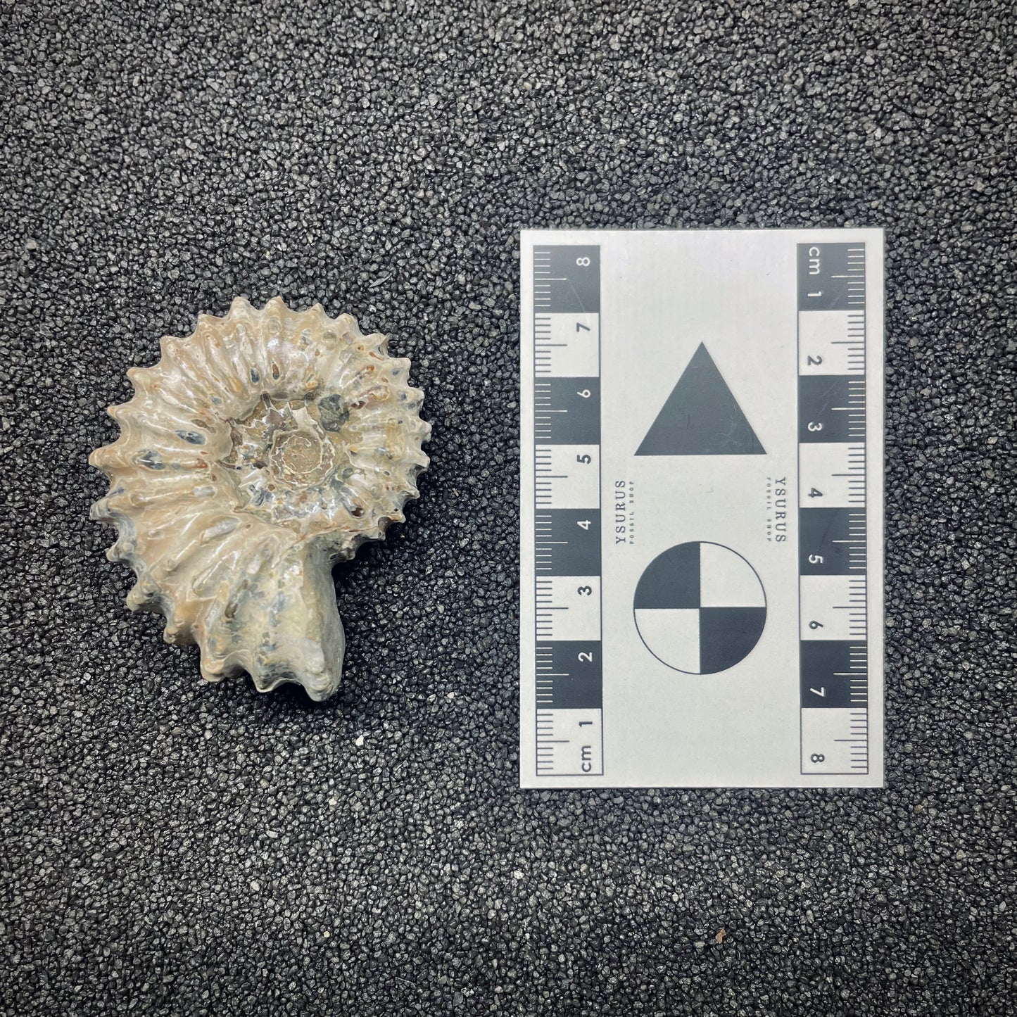 F2656 | Ammonite | Douvilleiceras sp.