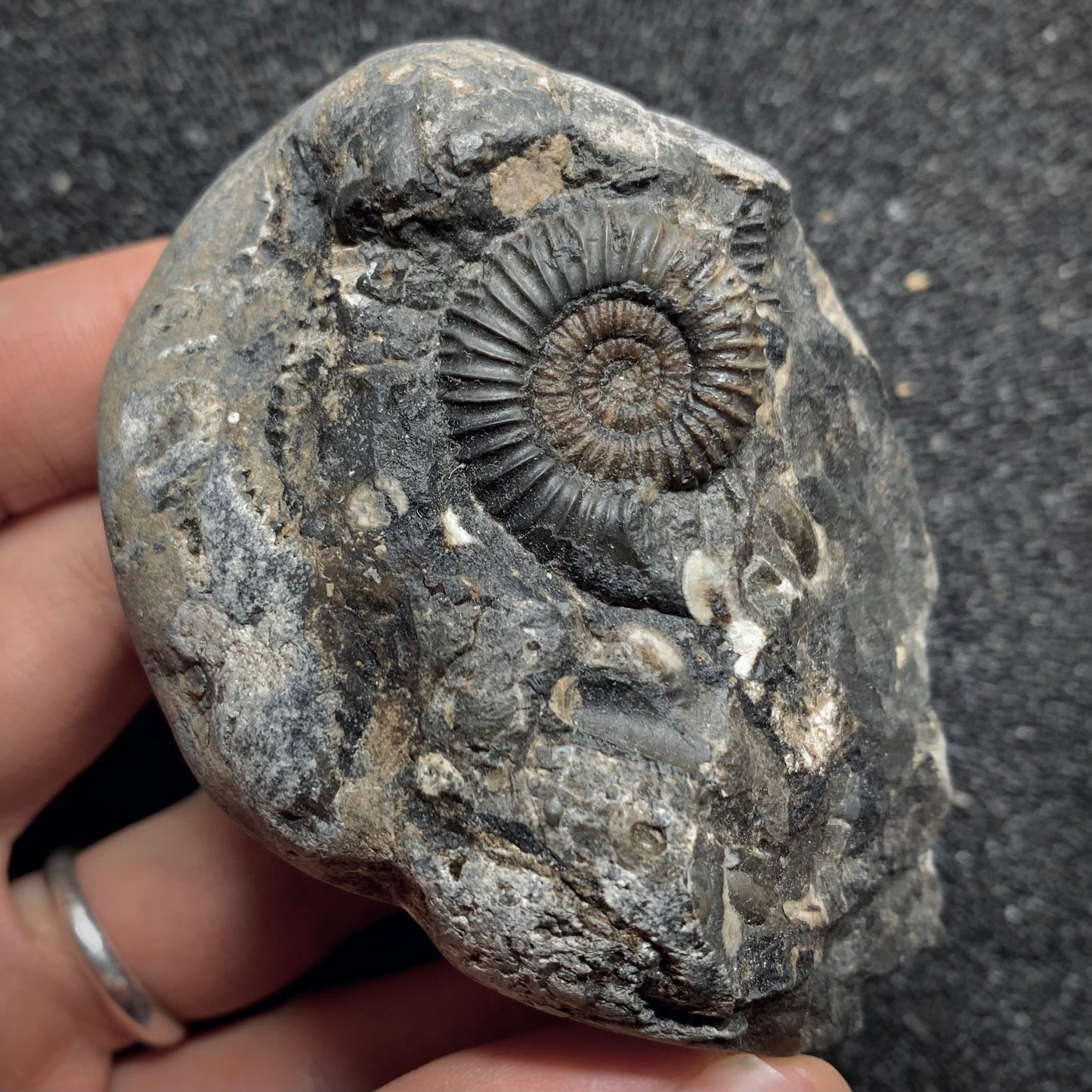 F895 | Ammonite | Dactylioceras gracile