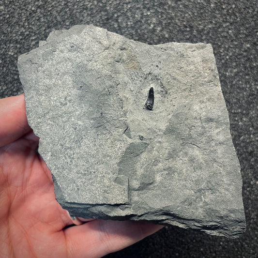 F2683 | Coccodrillo | Steneosaurus sp.