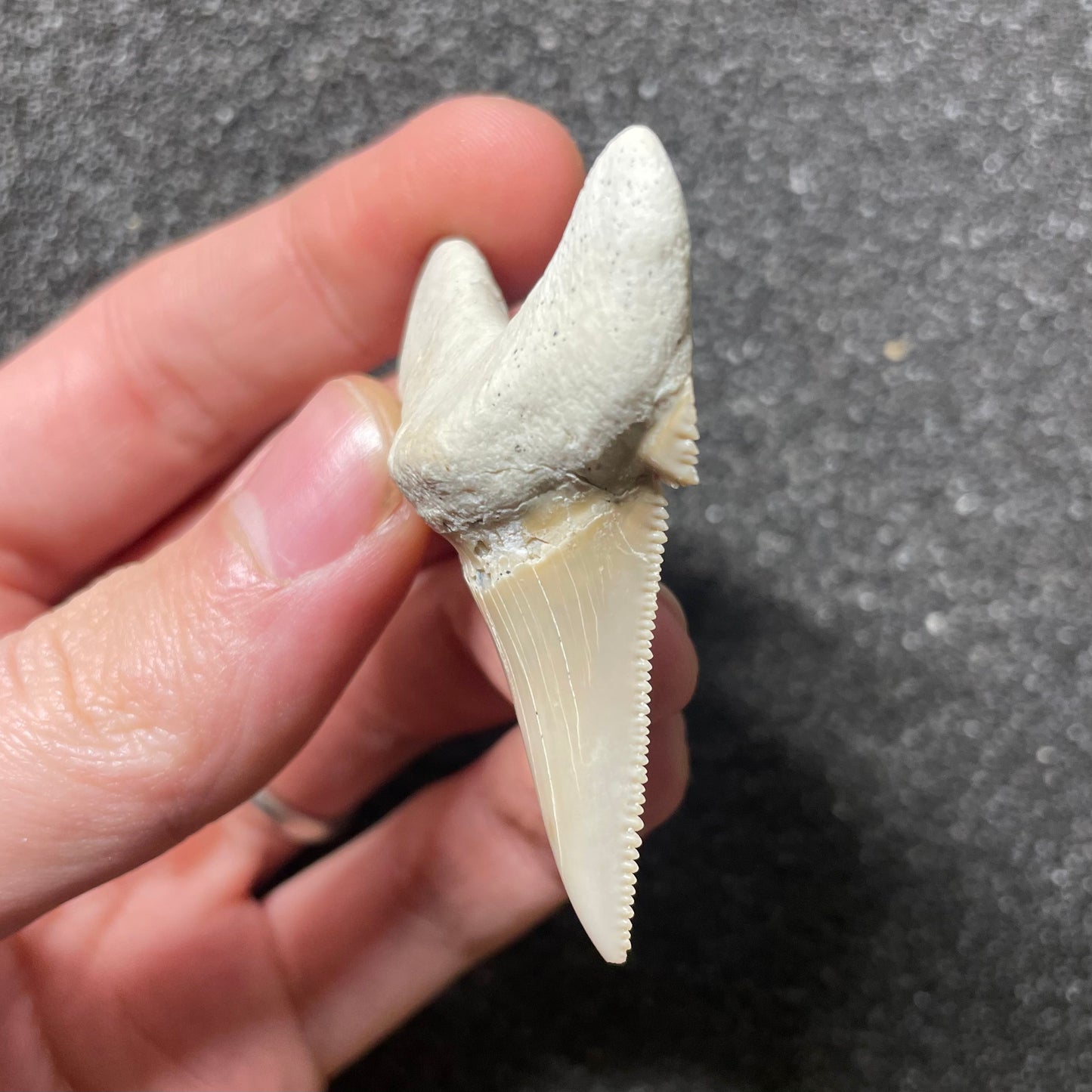 F2501 | Squalo | Otodus sokolovi