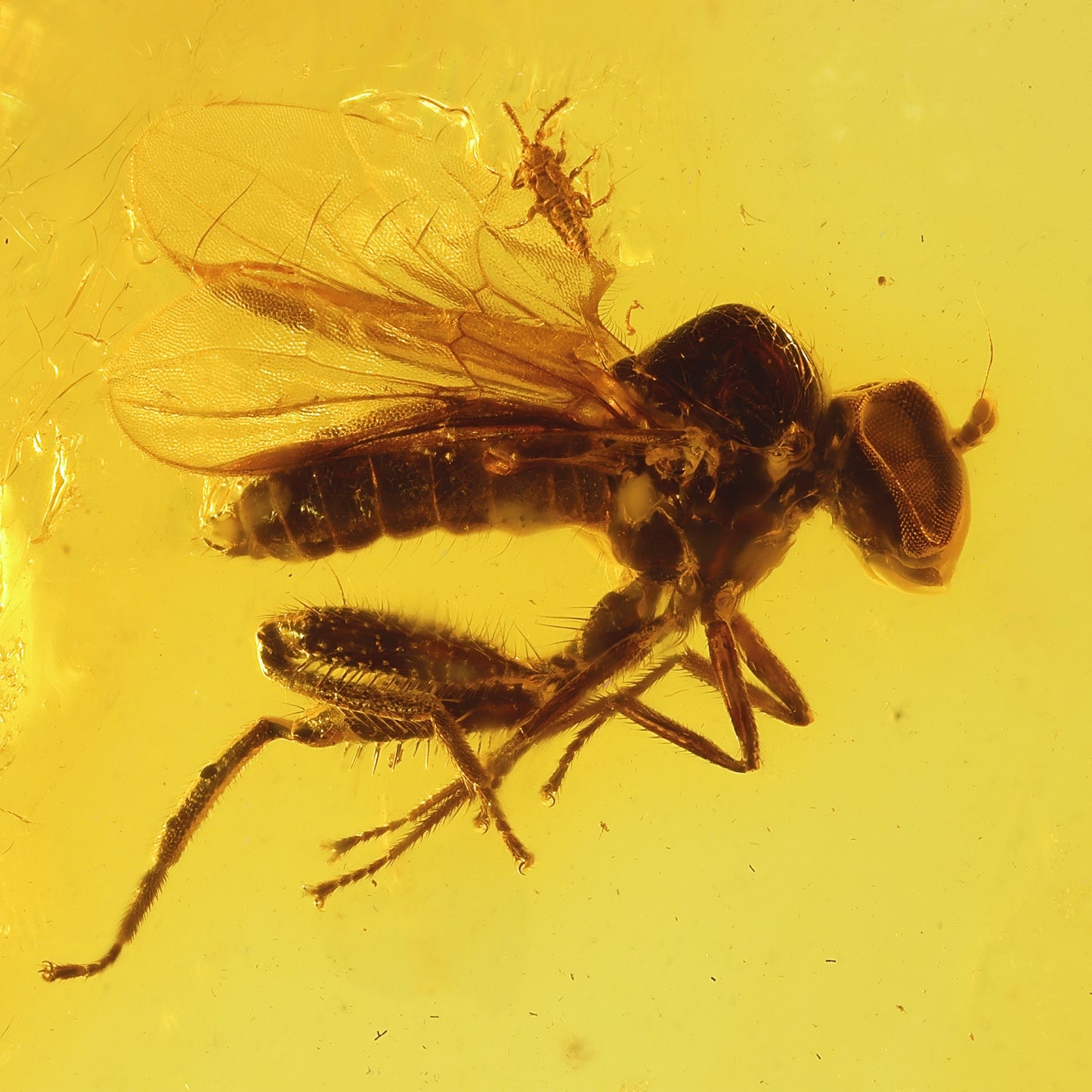 F2831 | Ambra con inclusione | Empididae indet. & Cicadellidae indet.