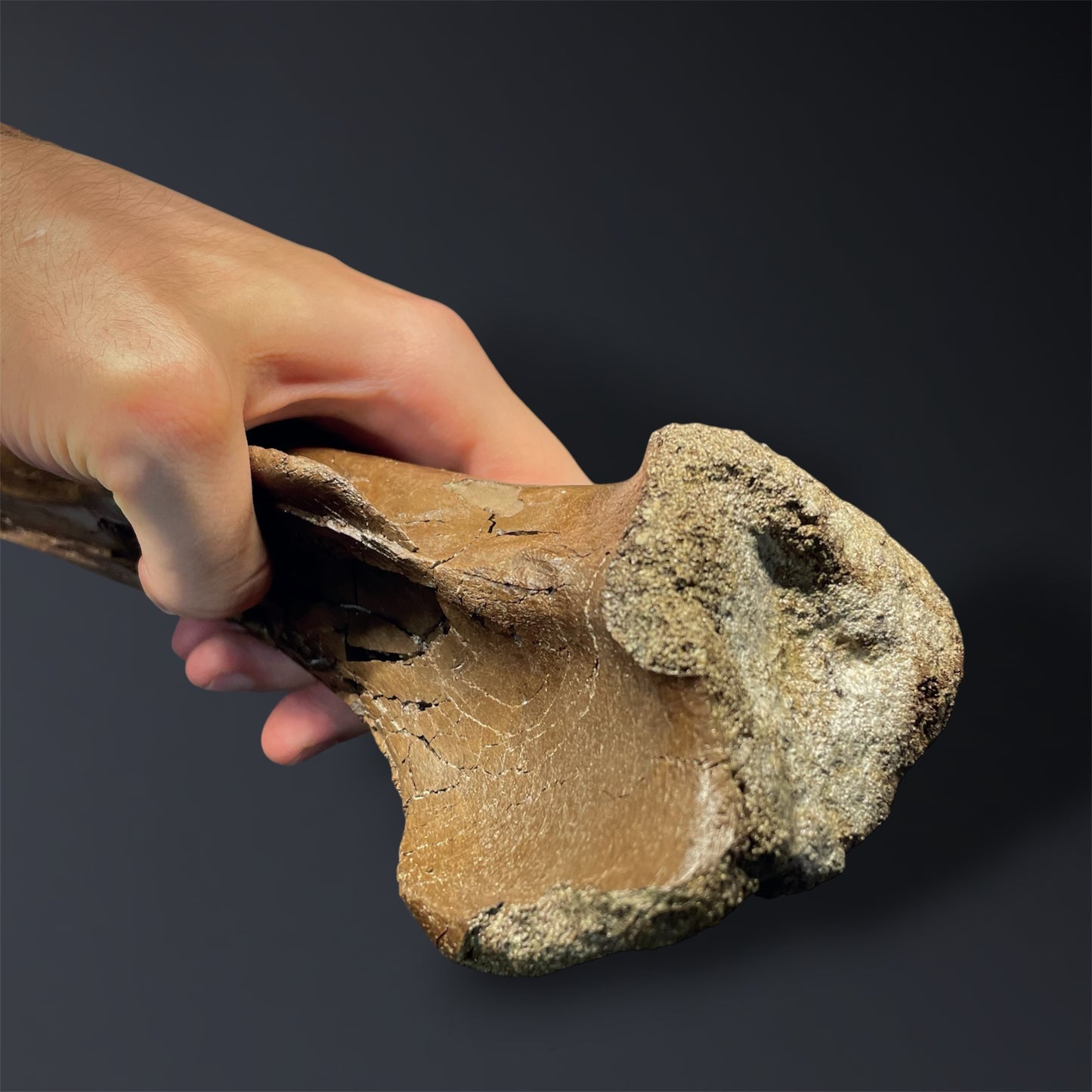 F2823 | Dinosauro | Ornithomimidae indet.