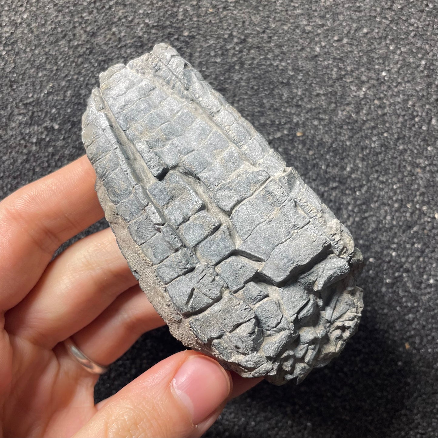 F2499 | Crinoide | Cupressocrinites sp.