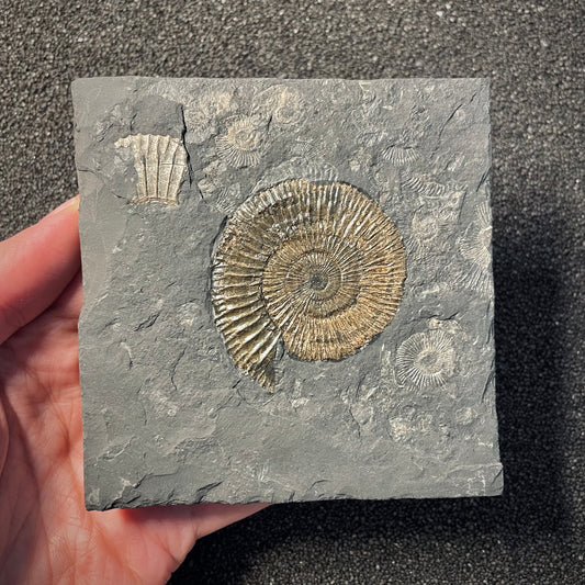 F2163 | Ammonite | Dactylioceras commune