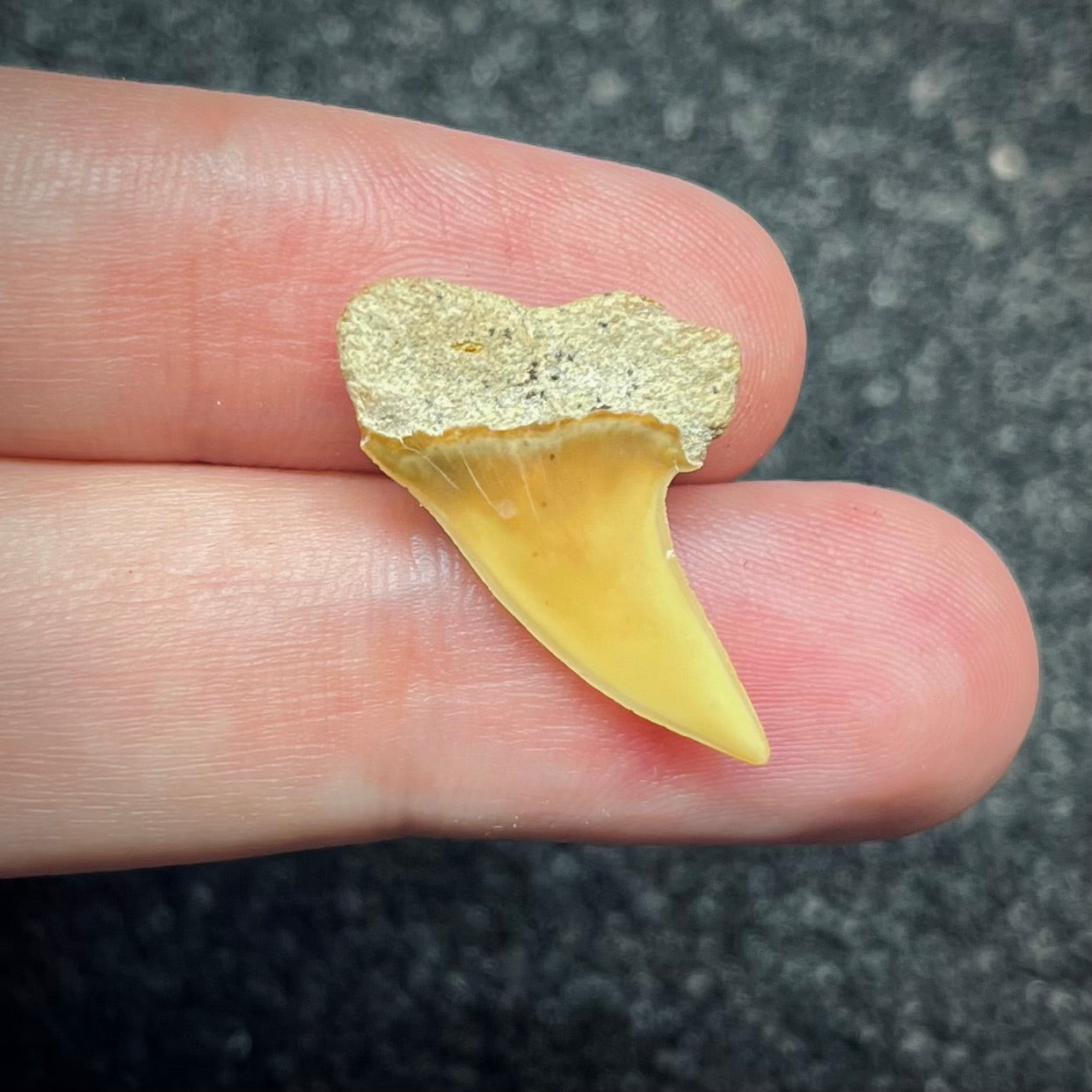 F2741 | Squalo | Carcharodon planus