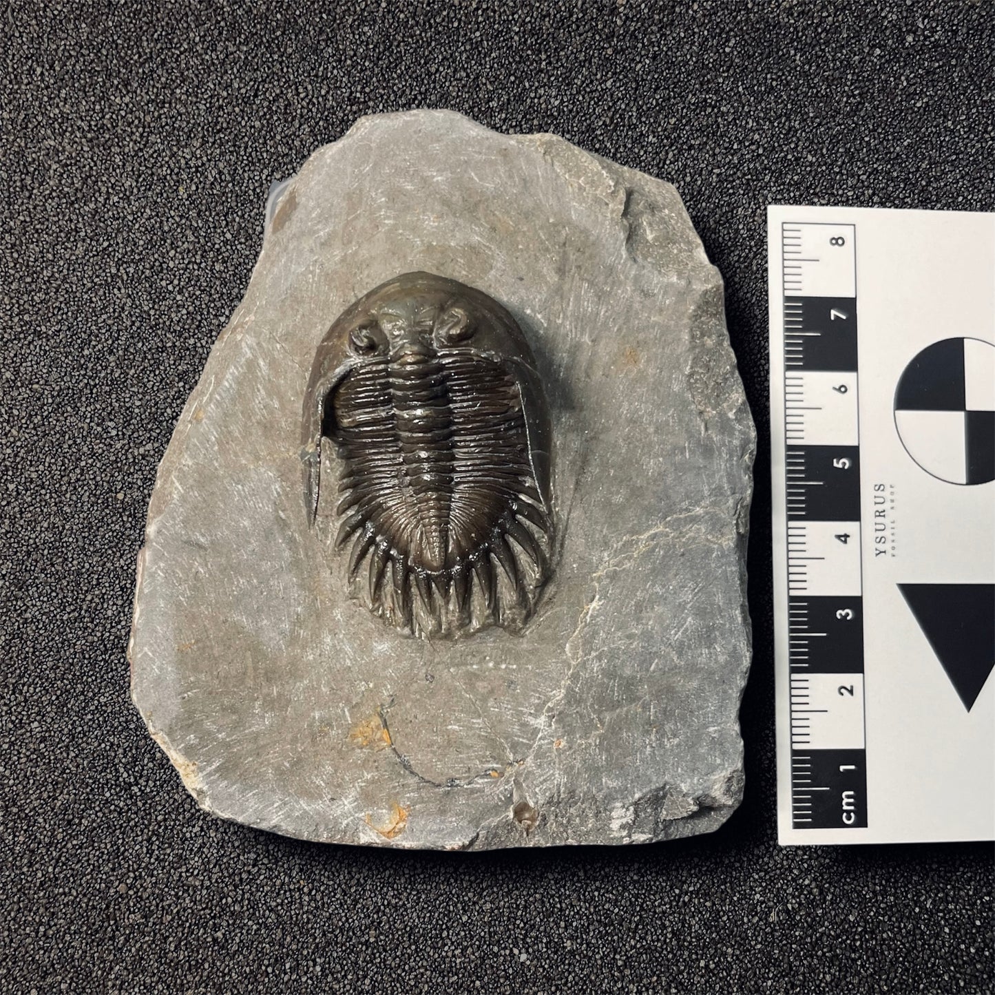F2587 | Trilobite | Mrakibina cattoi