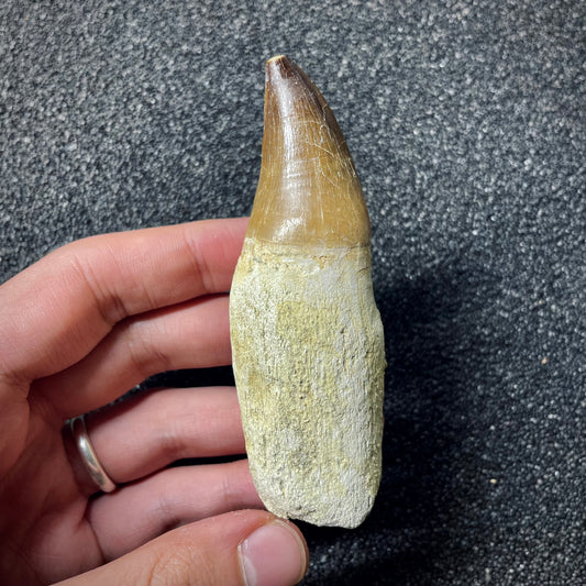 F1988 | Mosasauro | Prognathodon sp.