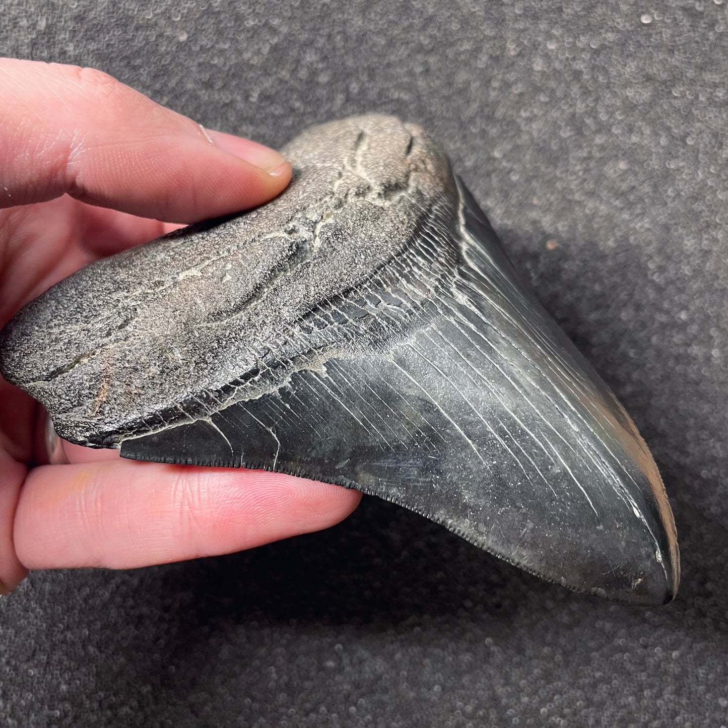 F2436 | Squalo | Otodus megalodon