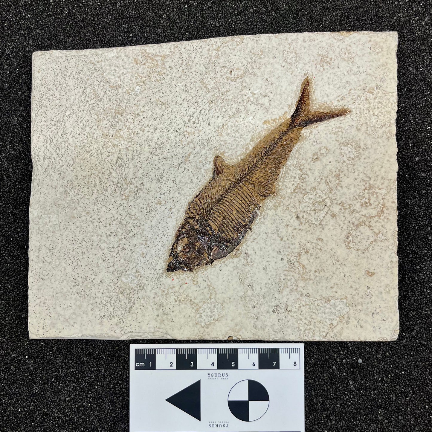 F2729 | Pesce | Diplomystus dentatus