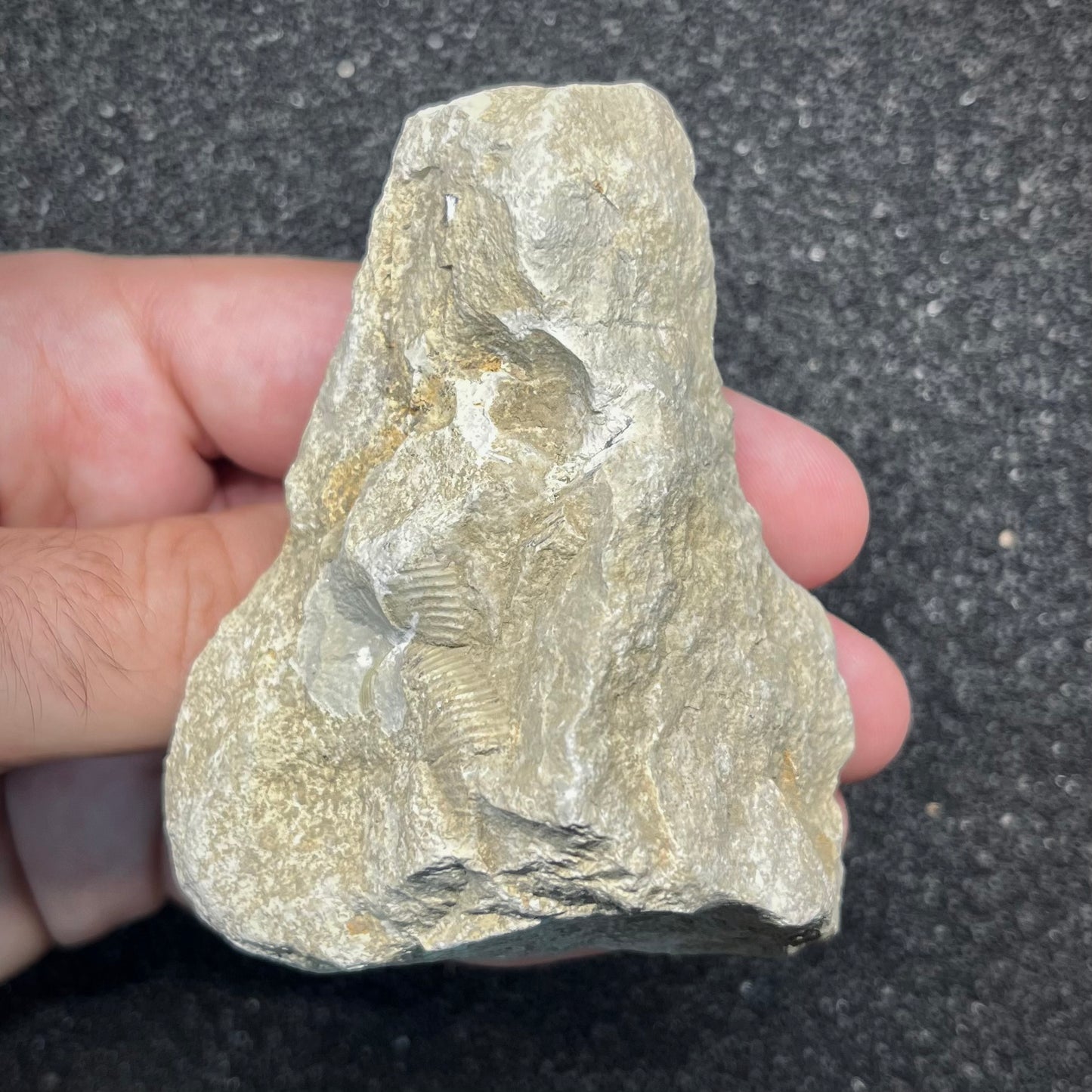 F2896 | Ammonite | Ataxioceras sp.