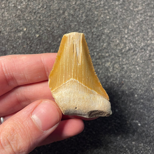 F2441 | Squalo | Otodus megalodon