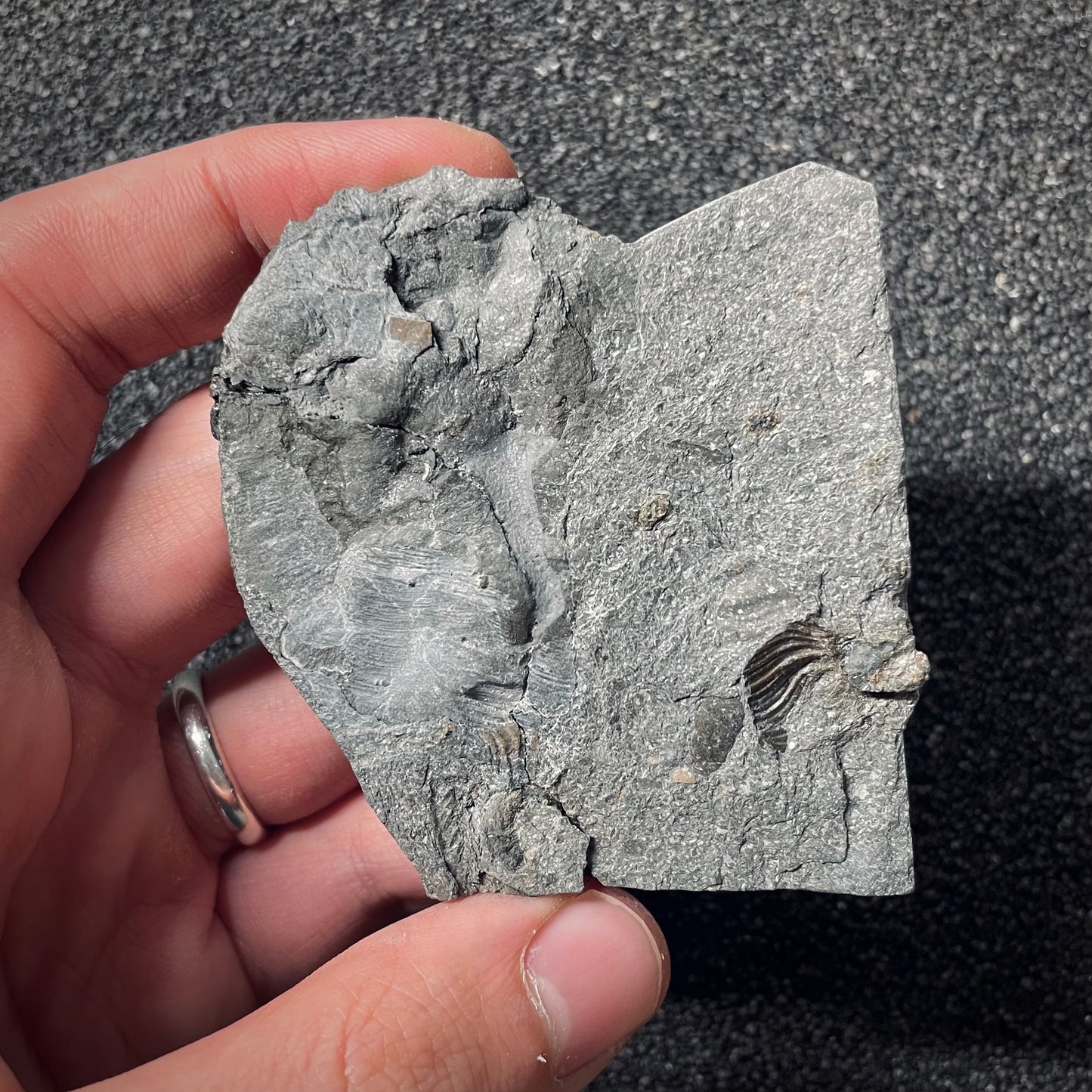 F2550 | Ammonite | Pleydellia sp.