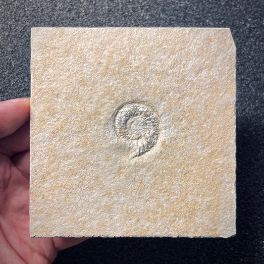 F1944 | Ammonite | Subplanites sp.