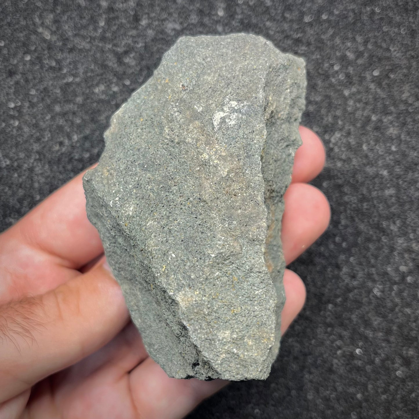 F2904 | Ammonite | Graphoceras sp.