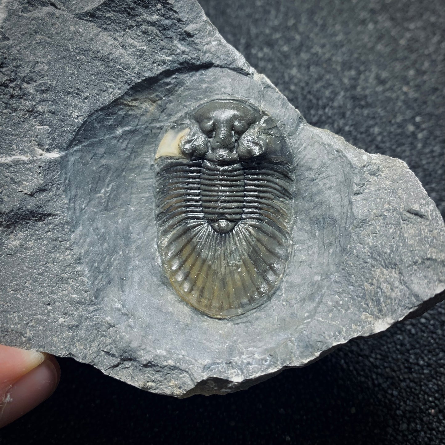 F506 | Trilobite | Scabriscutellum sp.