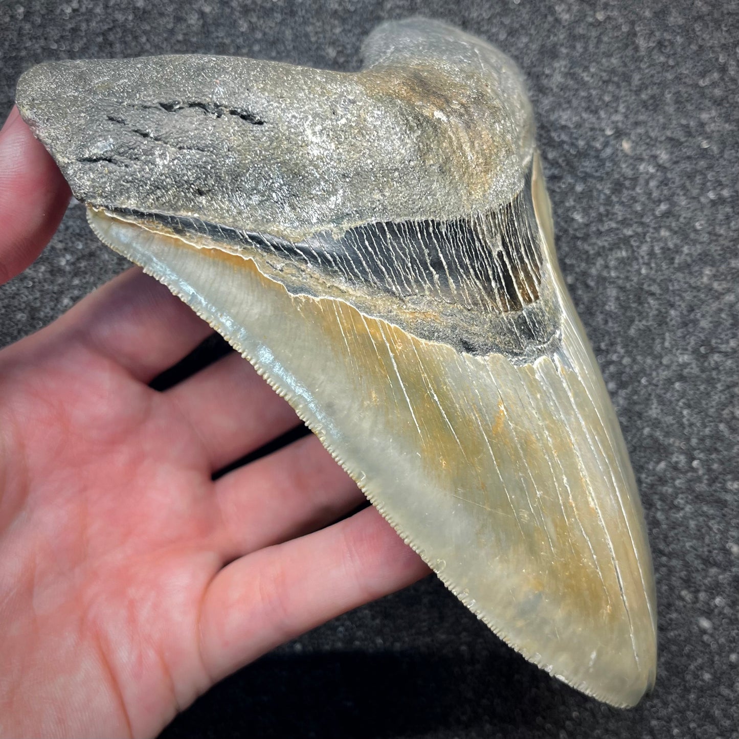 F2934 | Squalo | Otodus megalodon