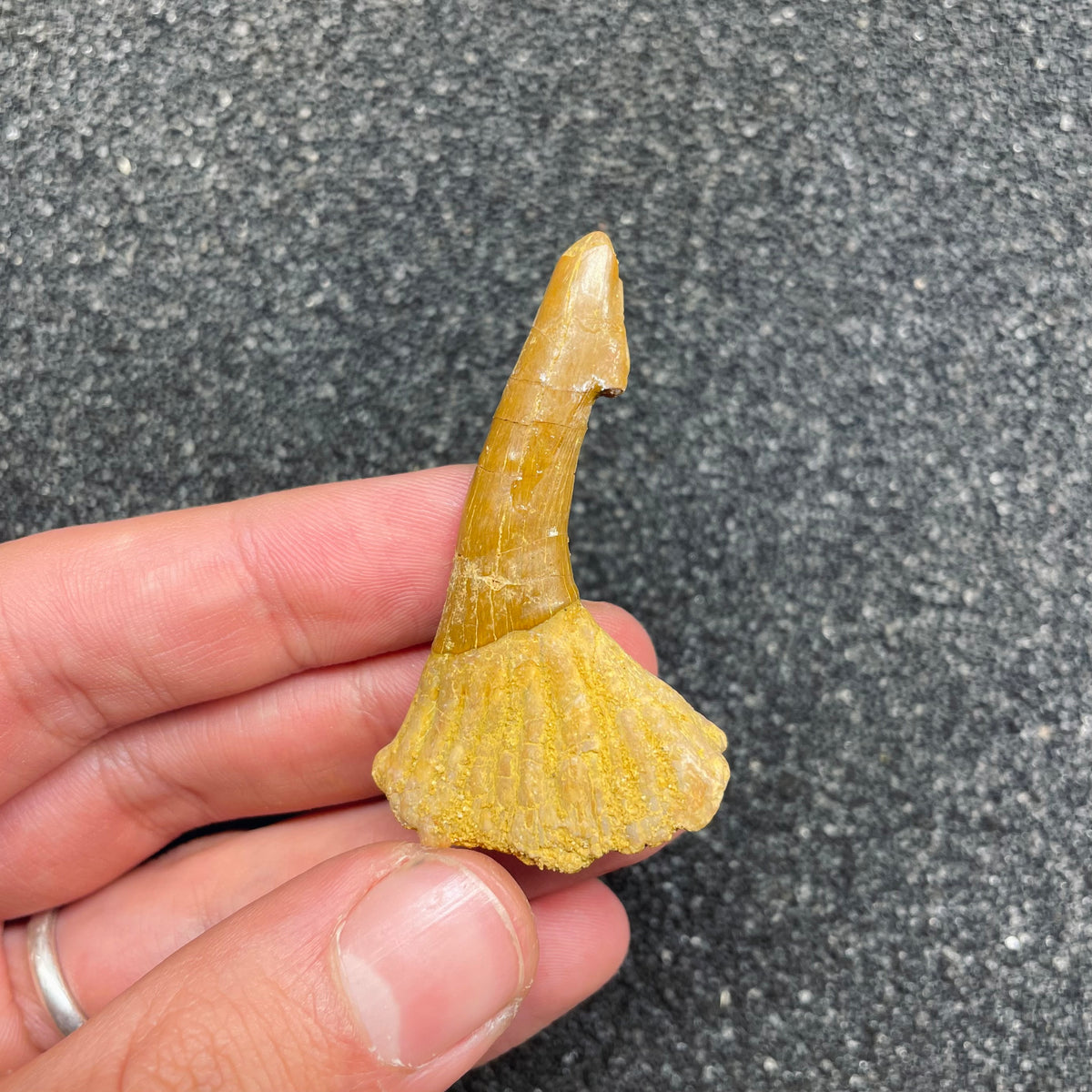 F3113 | Pesce | Onchopristis sp.