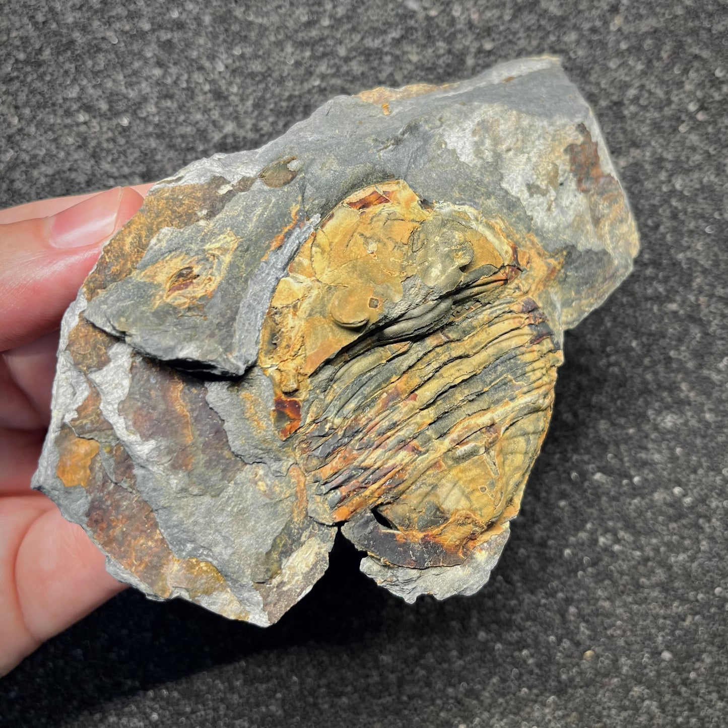 F2939 | Trilobite | Isabelinia glabrata