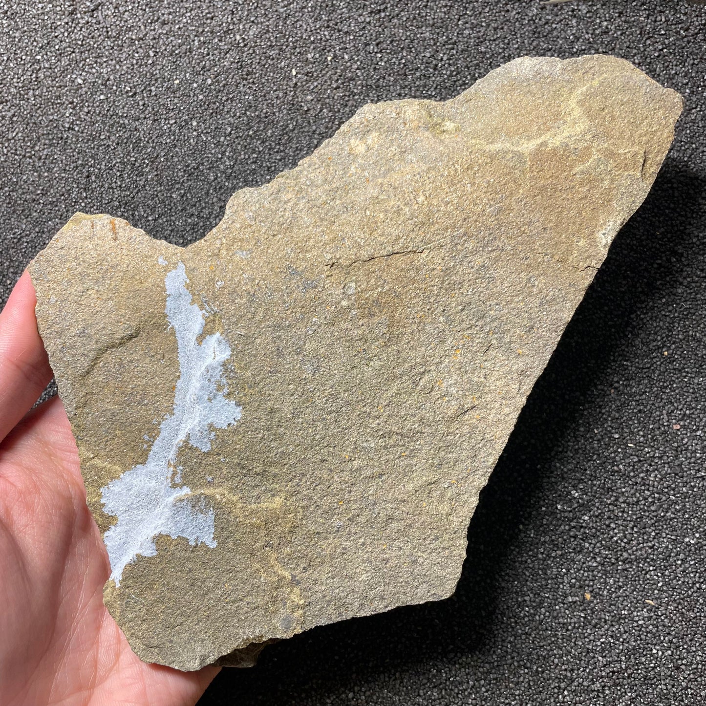 F2500 | Stella marina | Ophiuridae indet.