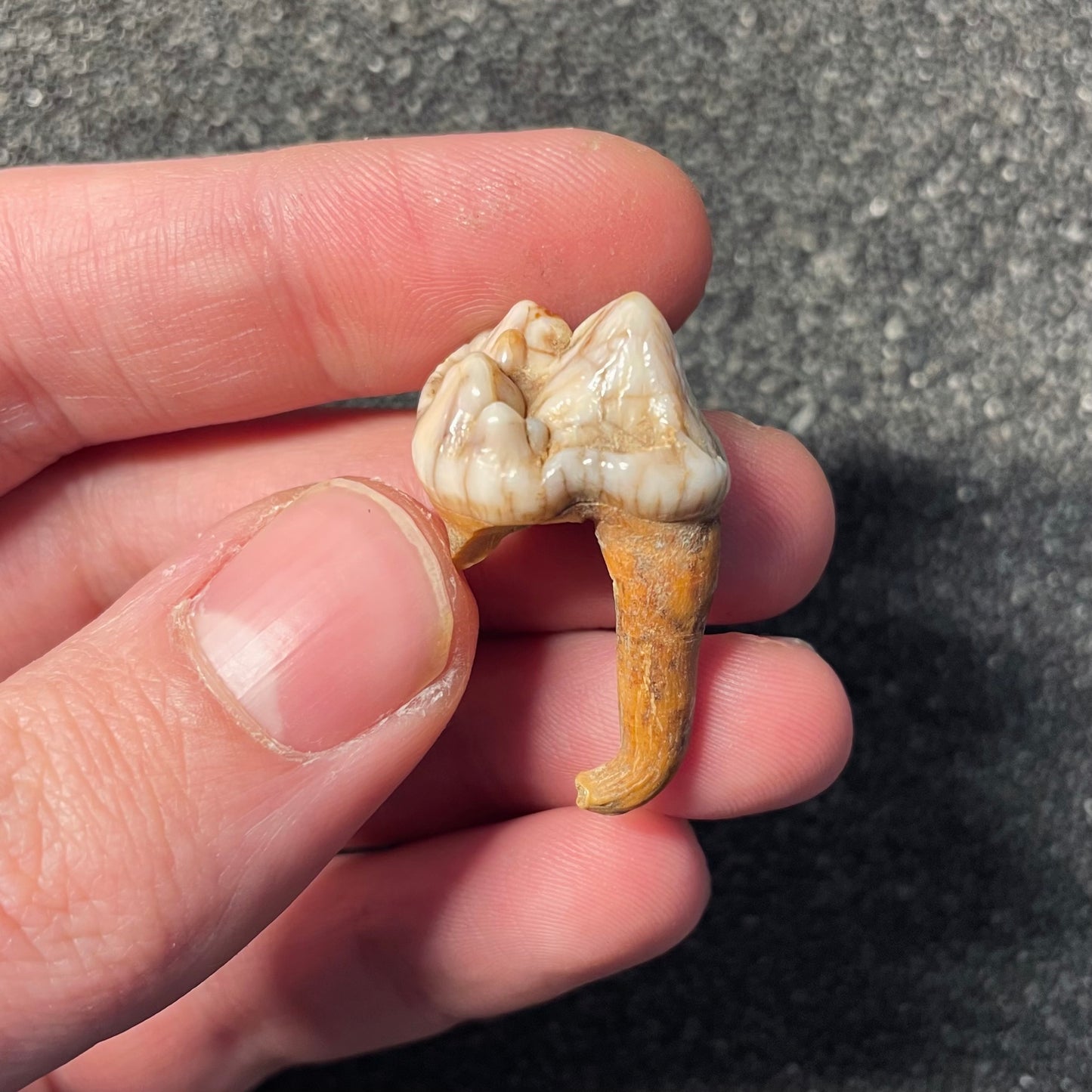 F2405 | Orso | Ursus spelaeus