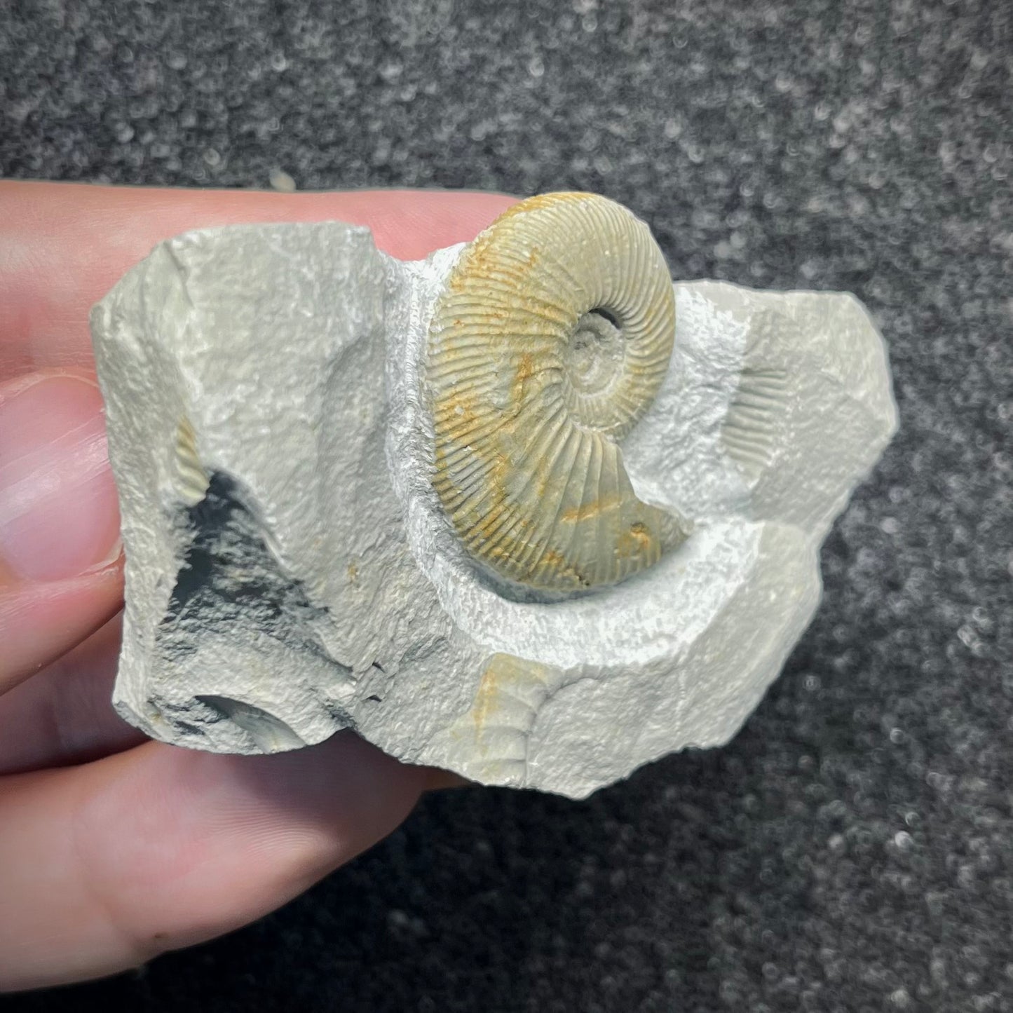 F2903 | Ammonite | Ataxioceras sp.