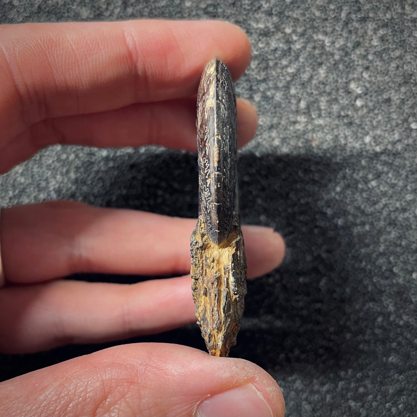 F2551 | Ammonite | Pleydellia sp.