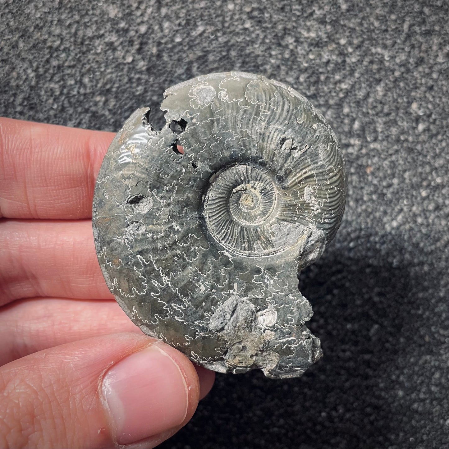 F2549 | Ammonite | Pleydellia sp.