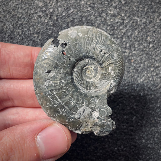 F2549 | Ammonite | Pleydellia sp.