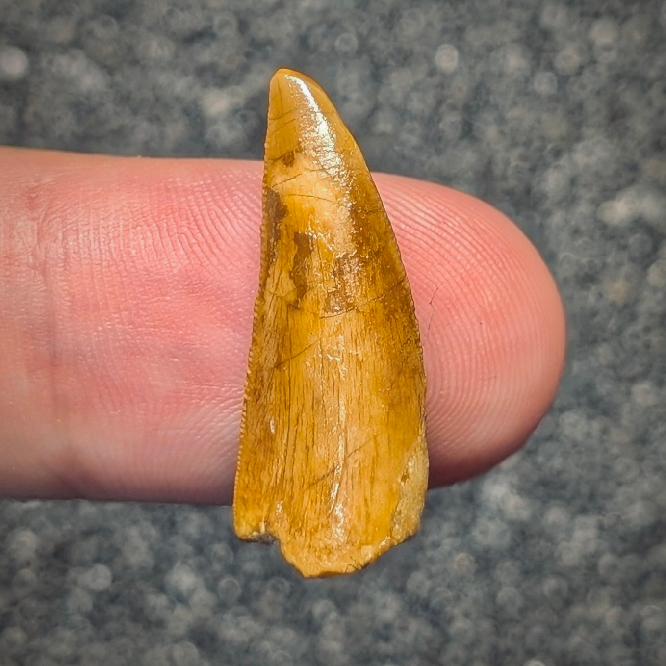 F2797 | Dinosauro | Abelisauridae indet.