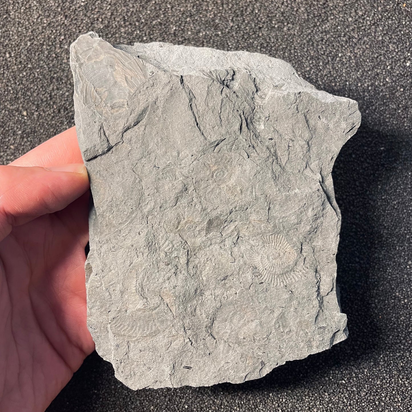 F2397 | Belemnite | Belemnoidea indet.
