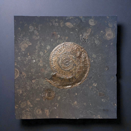 F2000 | Ammonite | Hildoceras sp.