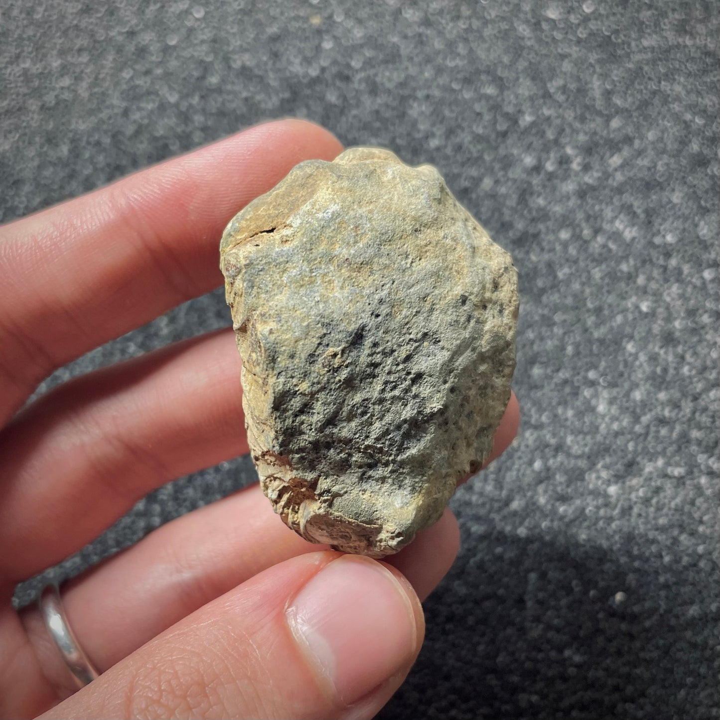 F1898 | Trilobite | Flexicalymene sp.