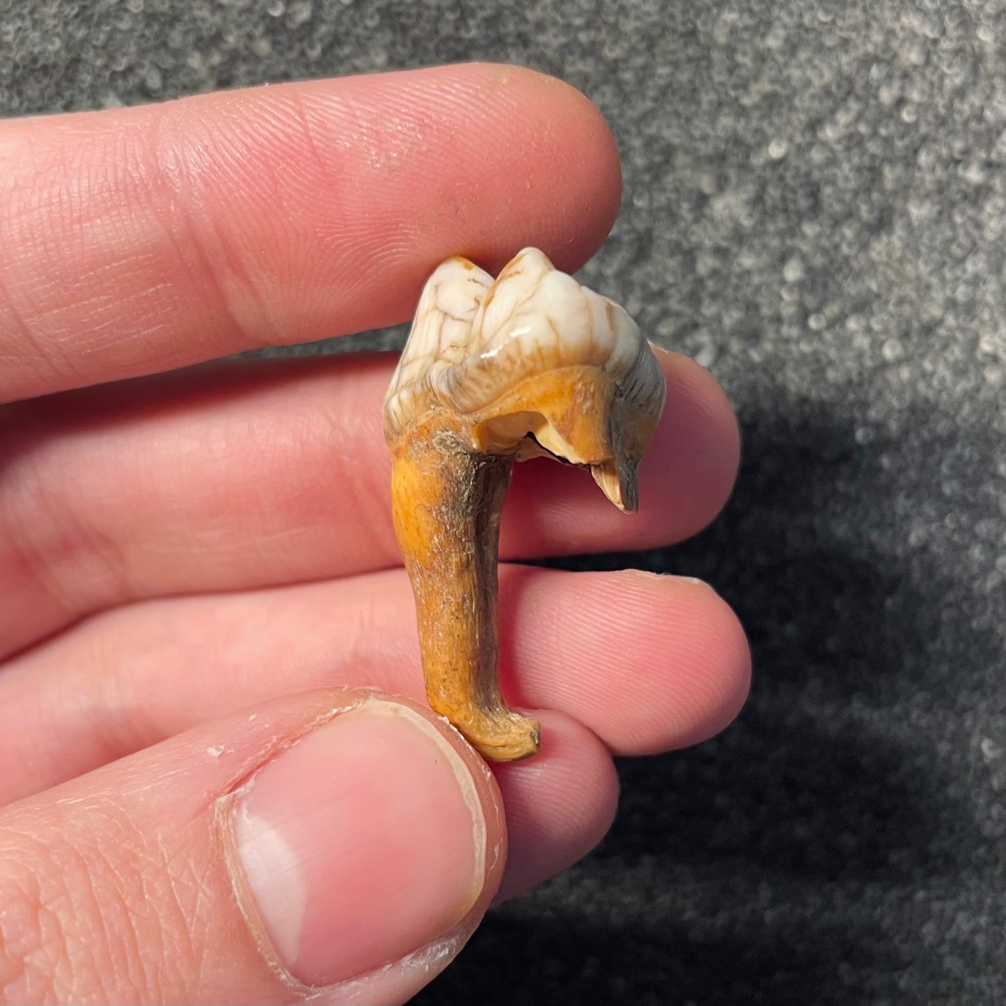 F2405 | Orso | Ursus spelaeus