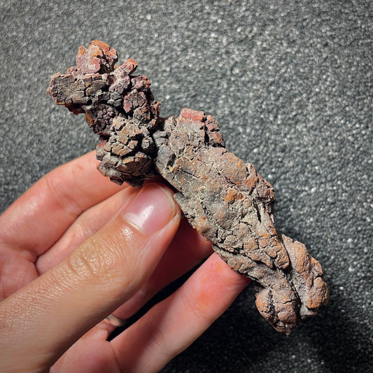 F2068 | Coprolite - Cololite | Testuggine