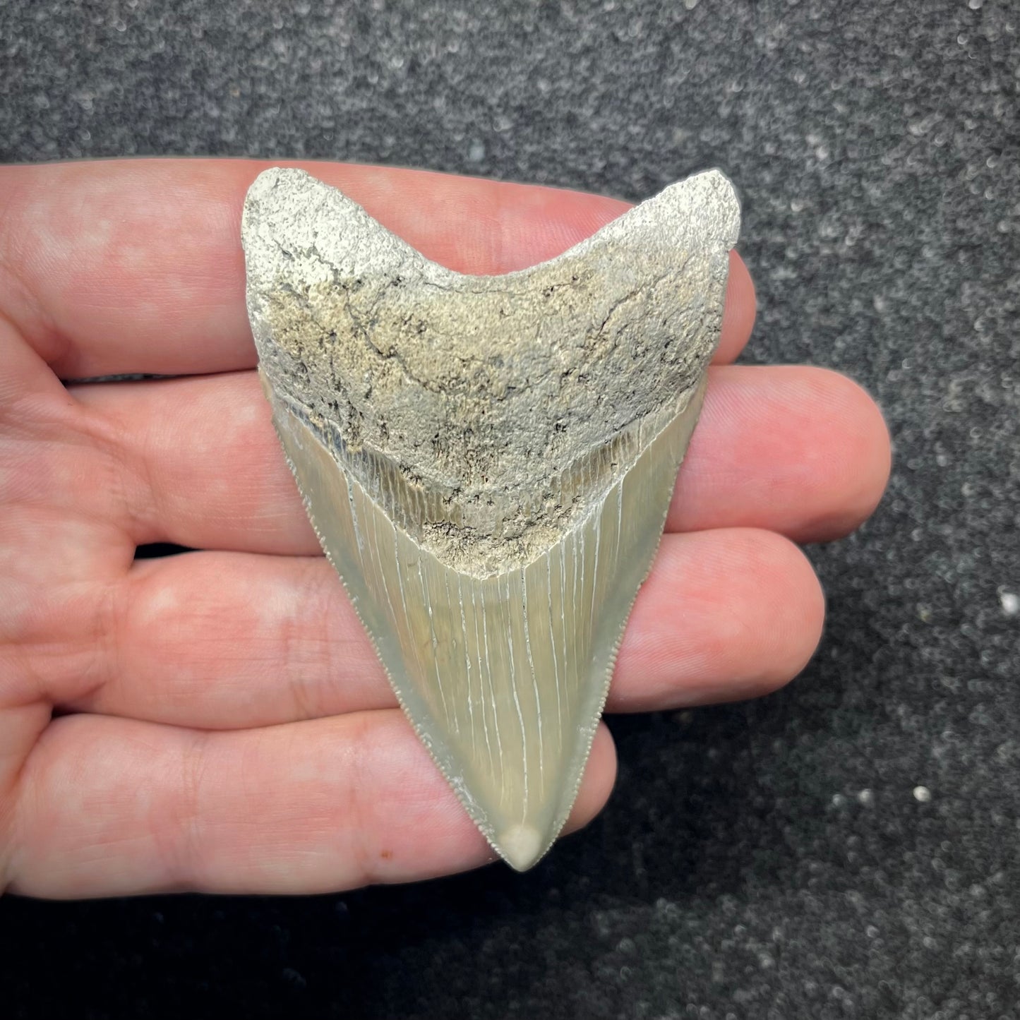 F2865 | RARO | Squalo | Otodus megalodon