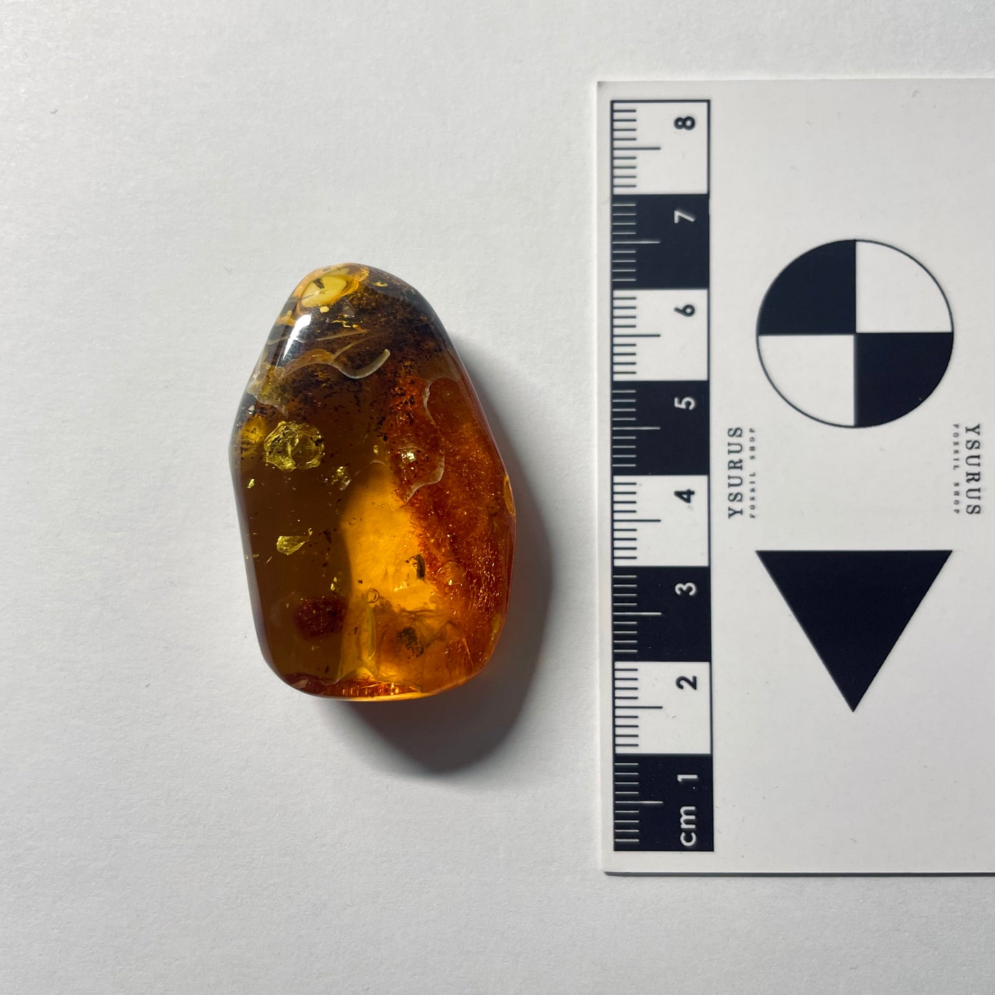 F2077 | Ambra con inclusione | Scraptiidae indet.