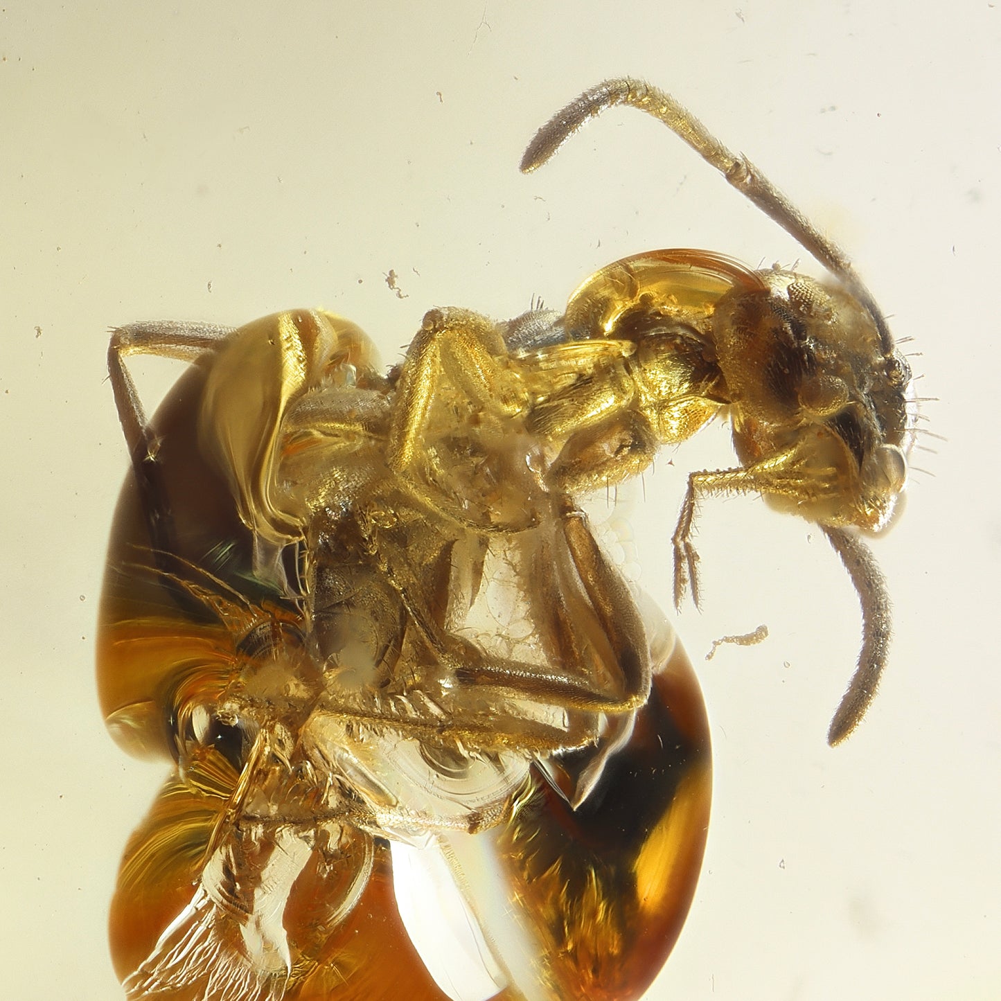 F2829 | Ambra con inclusione | Hymenoptera indet.