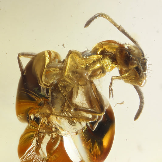 F2829 | Ambra con inclusione | Hymenoptera indet.