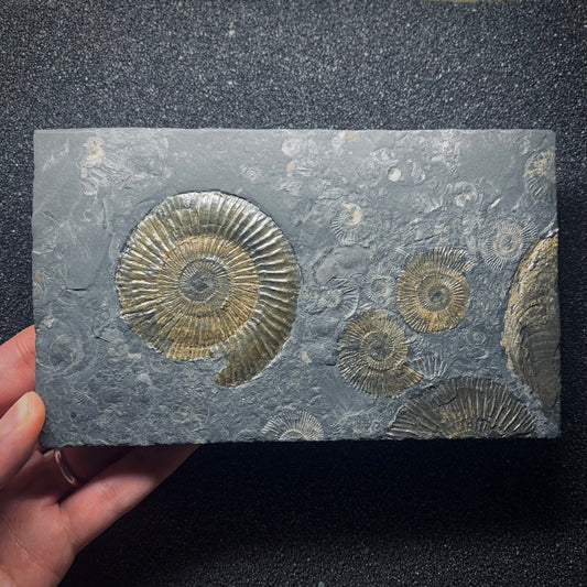 F620 | Ammonite | Dactylioceras commune