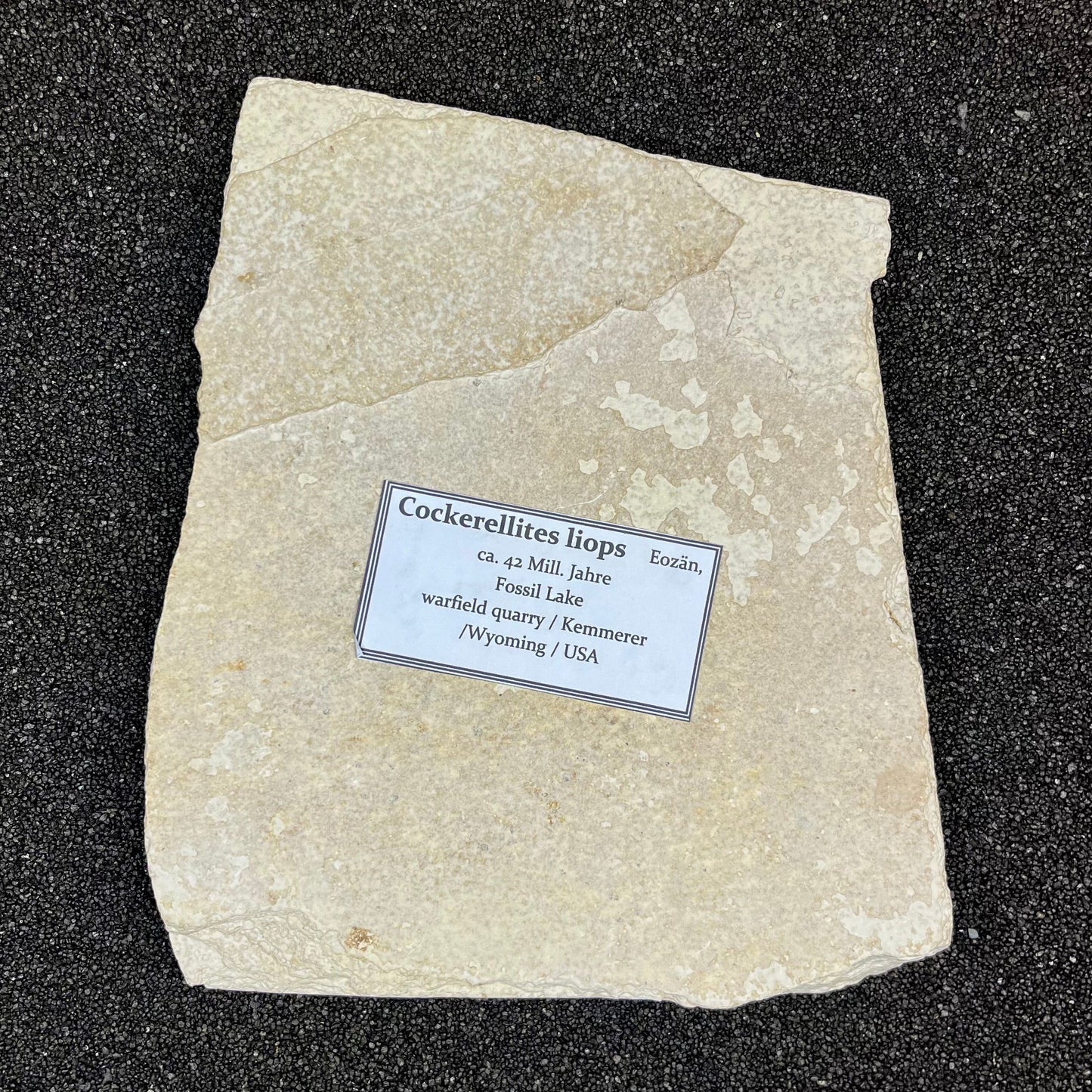 F2731 | Pesce | Cockerellites liops