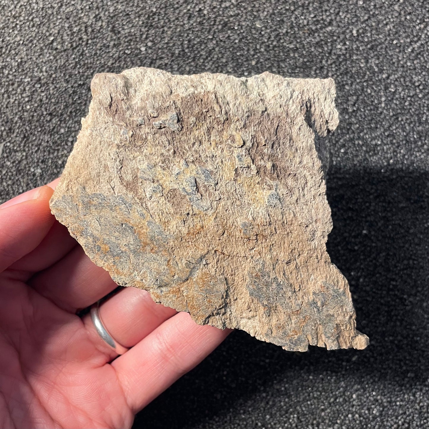 F2517 | Dinosauro | Triceratops sp.